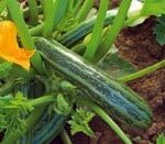 COURGETTE Cocozelle von Tripolis