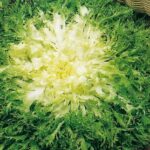ENDIVE pancalieri
