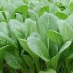 MUSTARD SPINACH Komatsuna