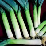 LEEK Hannibal