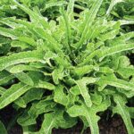 LETTUCE Cocarde