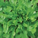 LETTUCE Green Oak Leaf