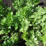 LOVAGE