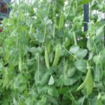 PEA Alderman