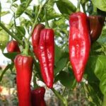PEPPER Paprika