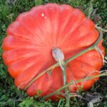 PUMPKIN Rouge Vif Etampes