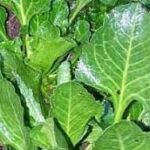 SEA BEET