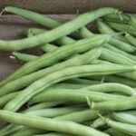 DWARF FRENCH BEAN Speedy