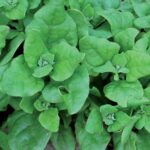 SPINACH New Zealand