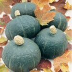 SQUASH Black Forest