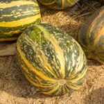 SQUASH Cornell’s Bush
