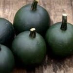 SQUASH Rondini