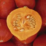 SQUASH Solor