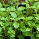 MARJORAM Sweet