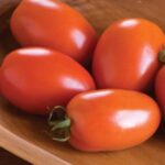TOMATO Amish Paste