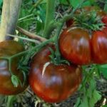 TOMATO Black Krim