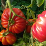 TOMATO Costoluto fiorentino