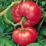 TOMATO Red Brandywine