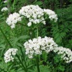 VALERIAN